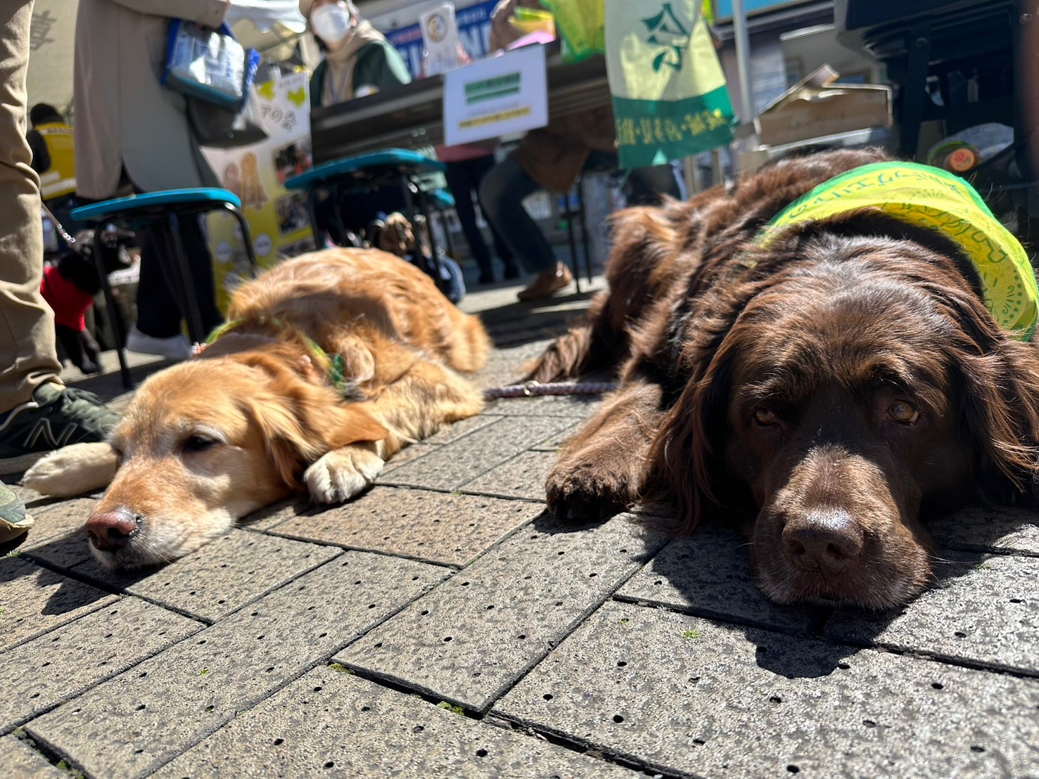 2024年3月の防災訓練看板犬